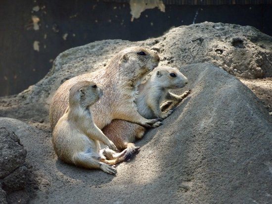 江戸川区自然動物園